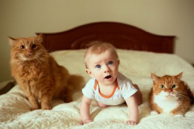 PETS: Os mitos sobre gatos e gestantes