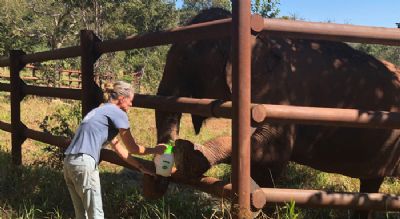 Santurio de Elefantes est selecionando pessoas para vaga de tratador de animais