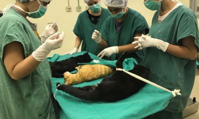 Cirurgias veterinrias podem ser suspensas para reduzir uso de insumos