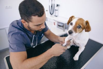 CRMV-MT emite documento para garantir vacina contra gripe a mdicos veterinrios
